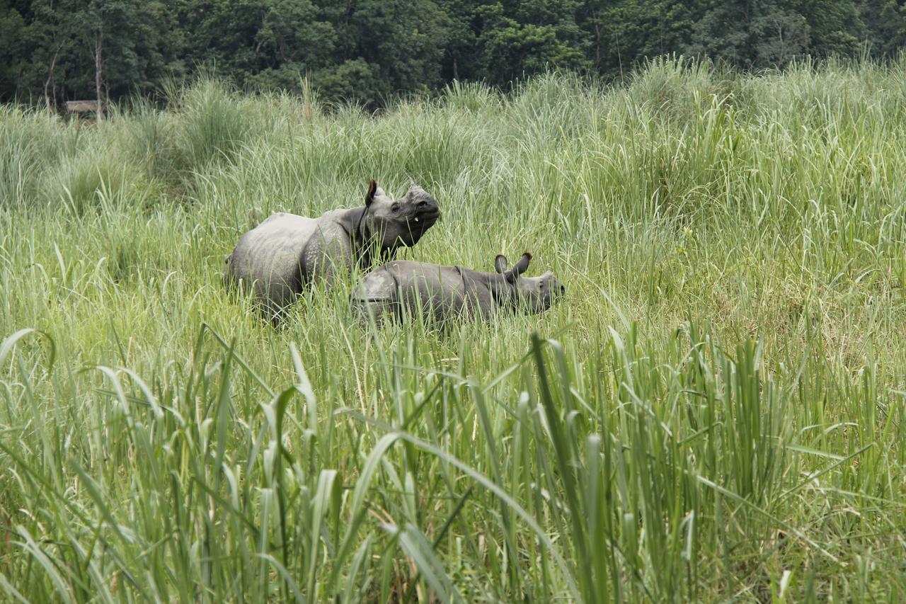 Rhino Land Jungle Lodge 사우라하 외부 사진