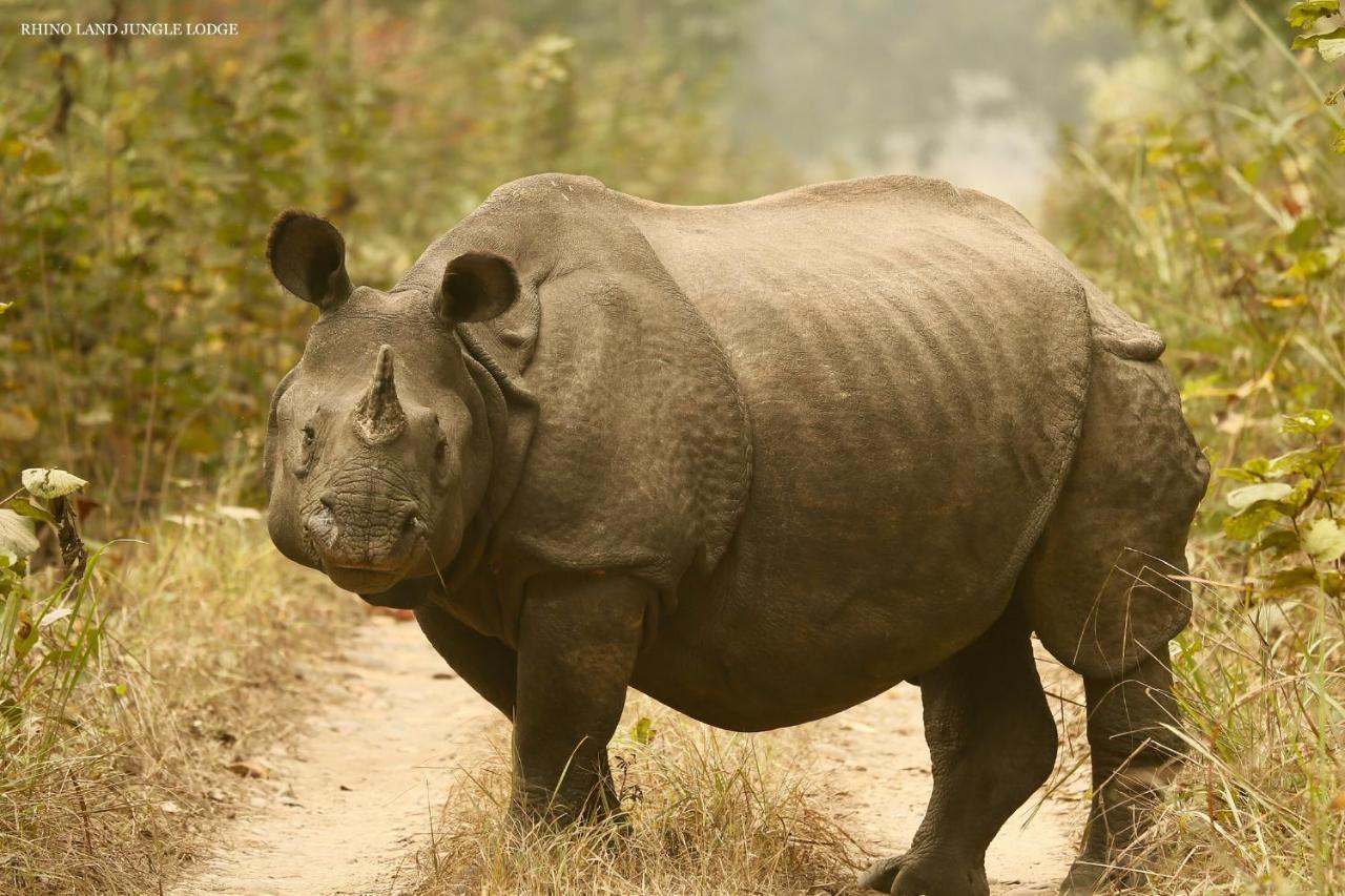 Rhino Land Jungle Lodge 사우라하 외부 사진